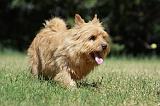 NORWICH TERRIER 105